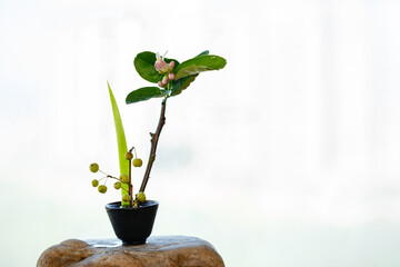 Zen flower arrangement with citrus flowers as the theme
