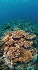 Fototapeta premium Underwater coral reef teeming with life (1)