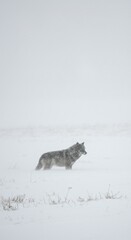 Fototapeta premium Gray wolf in snowy landscape (1)