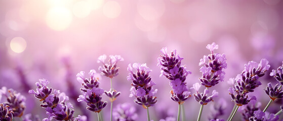 Fototapeta premium Close-up of lavender flowers in a field