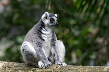 a Madagascar lemur is on a tree trunk