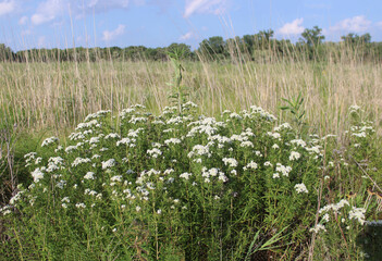 Slender mountain mint wildflowers cluster at the Linne Woods restored tallgrass prairie in Morton Grove, Illinois