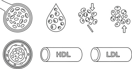 Vector art of a scientific illustration of blood cells, cholesterol, hdl, and ldl, depicted in line art, isolated on white background, representing health and medical concepts