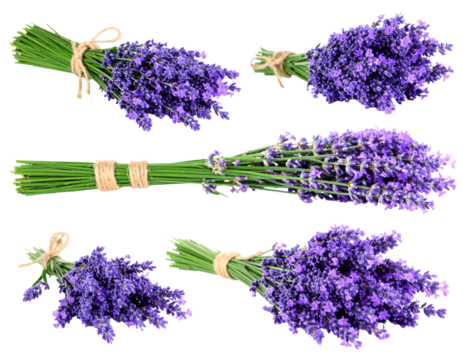 Collection of Lavender Bouquets with Green Stems Tied with Twine on a Transparent Background Showing Purple Blossoms