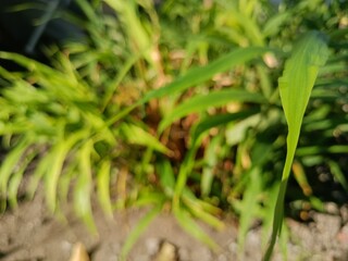 blurry green grass growing in the garden