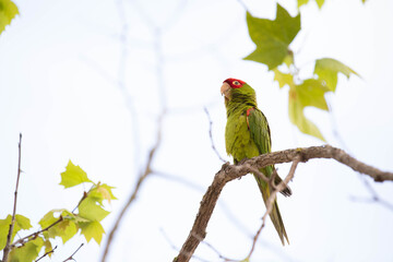 Wild Parrot 2
