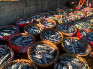 Many fish are stacked in a large body ready to be exported to Thailand.