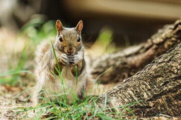 A vibrant image capturing a squirrel munching on nuts while sitting near a tree in the forest. Perfect depiction of wildlife and nature’s beauty.