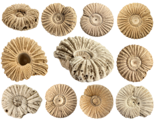 Compilation of Fossilized Coral Specimens with Detailed Circular Structures Against Transparent Background Depicting Ancient Marine Life Forms