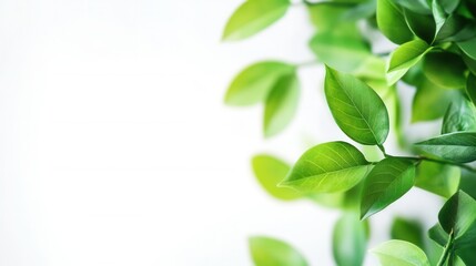 Obraz premium green eco-friendly background with empty space for text, flat modern