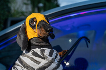 Adorable dachshund burglar wearing a yellow hat and zebra-patterned outfit by a car at night. captivating scene with vibrant lighting.