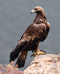 A powerful golden eagle in the mountain on spain