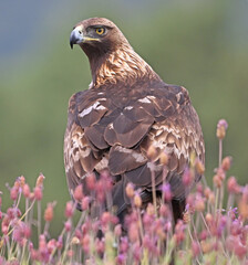 a powerful golden eagle in the mountain on spain