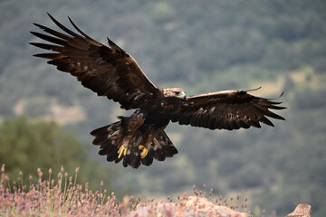 a powerful golden eagle in spain