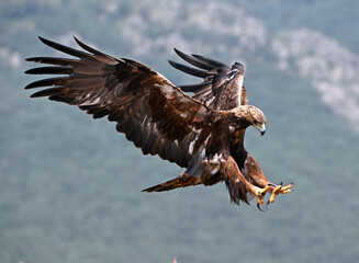 A powerful golden eagle in the mountain on spain