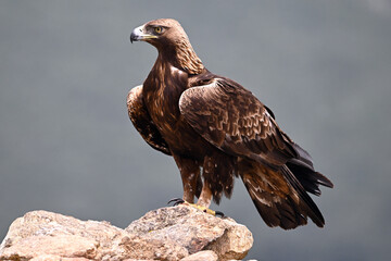 a powerful golden eagle in spain