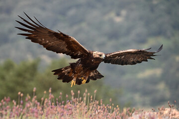 a golden eagle in spain in the mountain