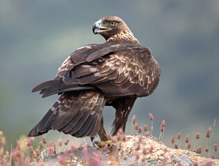 A powerful golden eagle in the mountain on spain