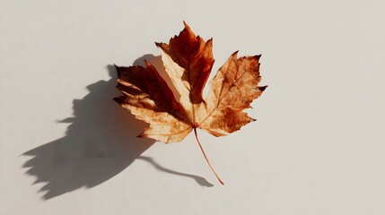 Dried brown maple leaf casting strong shadow on light surface.

