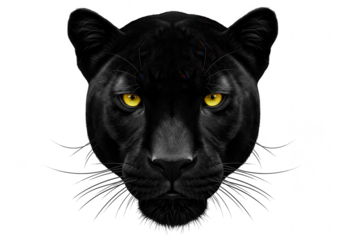 Intense portrait of a black panther with piercing yellow eyes isolated on transparent background