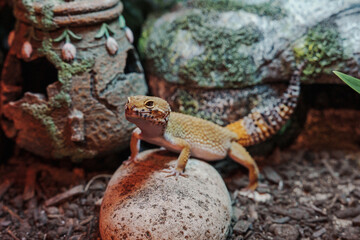 Close-Up of Leopard Gecko in Naturalistic Habitat with Decorative Elements