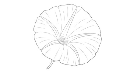 Fototapeta premium Elegant Line Drawing of a Morning Glory Flower with Delicate Petal Detailing Showing its natural Beauty and Gracefulness in Simple Artistic Expression