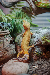 Close-Up of a Vibrant Leopard Gecko in a Naturalistic Habitat