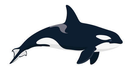 Digitally rendered orca illustration showcasing its distinctive monochrome coloration and streamlined aquatic form perfect for educational resources
