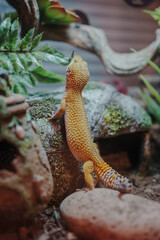 Close-Up of a Gecko in a Terrarium Habitat Setting Surrounded by Plants