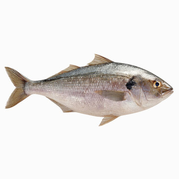 Fresh Whole Atlantic Croaker Fish Isolated on