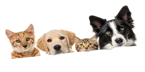 Cute dogs and cats together image for pet lovers and animal adoption advocacy and promotion