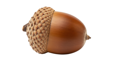 Single acorn with cap isolated on transparent background
