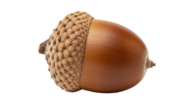 Single acorn with cap isolated on transparent background