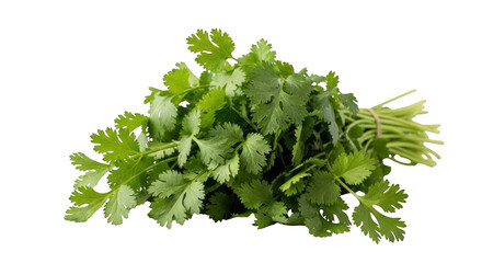 Fresh bunch of cilantro herbs isolated on transparent background