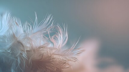 Fototapeta premium Delicate white feathers against soft blue and pink dreamy gradient background.