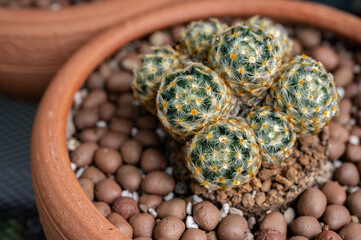 A pot of Mammillaria Schiedeana cactus. Mammillaria are popular to grow as houseplants. Mammillaria Schiedeana is a species of flowering plant in the family Cactaceae, native to Mexico.