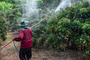 Asian farmer spraying liquid fertilizer to longan tree. These fertilizers are able to provide plants with the food that they need to survive via a couple of different delivery methods.