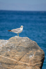 Bird on Rock in Ocean