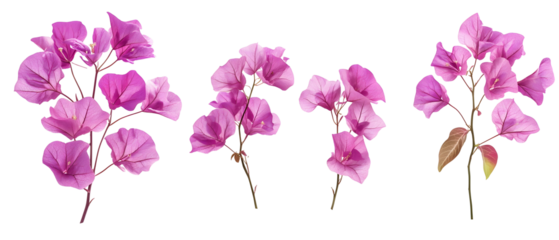 Bougainvillea Flower Set Isolated On Transparent Background Showing Pink Blossoms And Green Foliage