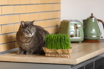 Cute grey cat with green grass sitting on counters in kitchen