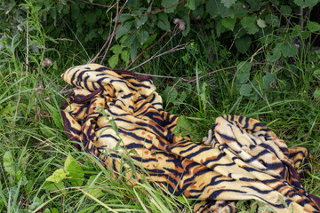 A crumpled tiger-striped fleece blanket lies abandoned in tall green grass near a bushy area,...