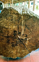 close-up view of a 350-year-old teak fossil (tectona grandis).