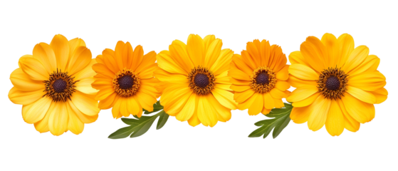 Five Bright Yellow Calendula Flowers In A Row With Green Foliage Isolated On Transparent Background
