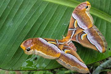 Closeup of a silk moth