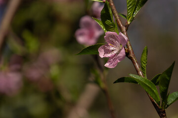 Wild peach flower bloosom