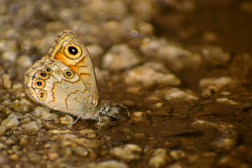 A closeup shot of a Lasiommata schakra, commonly known as the common wall butterfly, perching gracefully on the forest ground during the warm summer season.