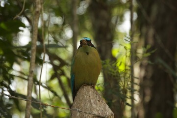 Whooping Motmot Perched on Wooden Post in Colombian Jungle