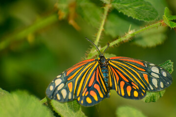 Day flying moth on leaf background. A harlequin moth (Campylotes histrionicus) with vibrant and striking wings perches on a green leaf in the summer forest.