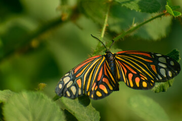 Colorful day flying moth perched on summer leaf. A vivid harlequin moth (Campylotes histrionicus) perches gracefully on a green leaf under summer sunlight in a forest habitat.