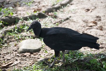 Black Vulture on Land